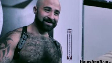 Hairy bears having fun