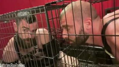 2 guys bound and milked